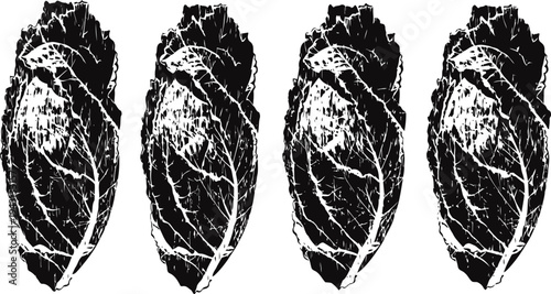 vintage illustration of four cicada insects in natural resting position on leaves