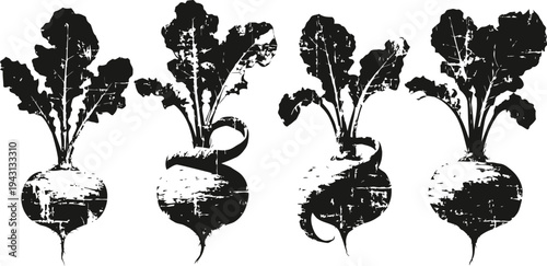 vintage black and white beetroot illustrations with leaves, hand drawn root vegetable sketches set