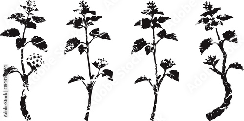 silhouettes of four distinct wild plants with leaves and stems isolated on white background