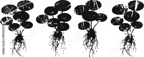 Four black silhouette water pennywort plants with roots isolated on white background