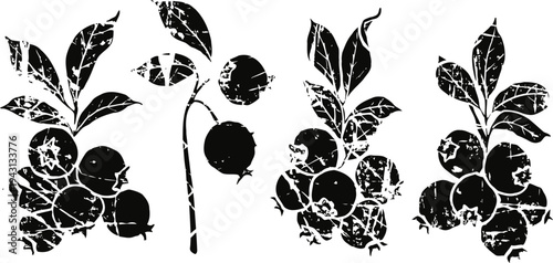 Black and white berry branch illustrations with leaves and fruits, grunge botanical design elements