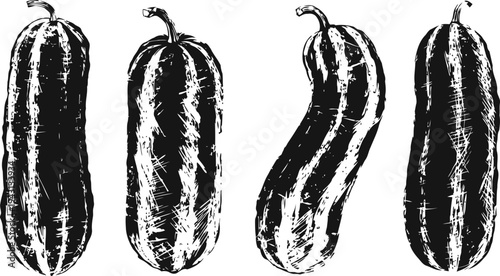 Hand drawn vintage cucumbers set four sketch fresh green vegetables illustration in various shapes and angles