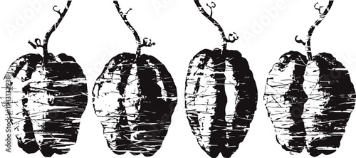 Black and white vintage illustration of cacao fruits growing on branch in four stages