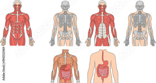 Human Anatomy Vector Set: Muscular, Skeletal, and Digestive Systems Diagrams Isolated on White Background