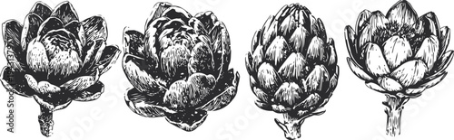 black and white vintage artichoke illustrations botanical hand drawn vegetable sketches, natural organic garden plants