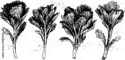 Vintage botanical illustration of flowering plant with detailed leaves and petals in black ink