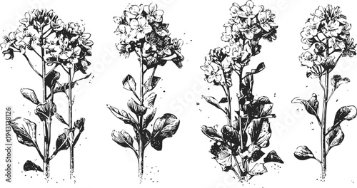 Vintage botanical illustration of blooming mustard plants in black ink line art