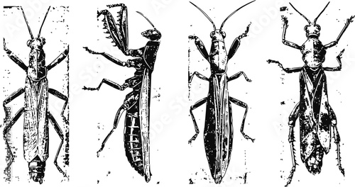 black and white vintage illustration of four different cricket insects in various poses