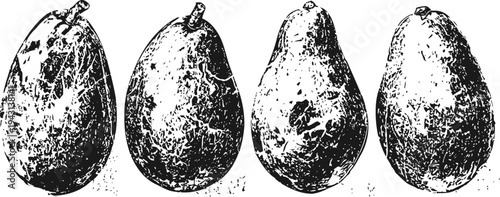 Four hand drawn pears in vintage monochrome botanical fruit illustration classic engraving sketch of organic produce
