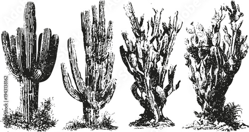 Vintage botanical illustration of four different cactus species with detailed spines and branching patterns