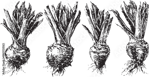 Hand drawn vintage celery root illustrations set fresh vegetable with leaves and roots organic healthy food sketch