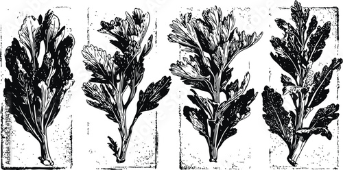 four detailed black and white botanical illustrations of parsley leaves on textured backgrounds