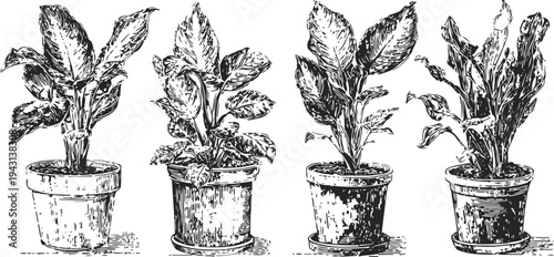 Set of four hand drawn houseplants in pots vintage botanical sketch illustration of leafy indoor plants