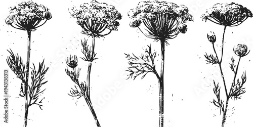 Vintage botanical illustration of flowering dill plants with detailed leaves and umbels