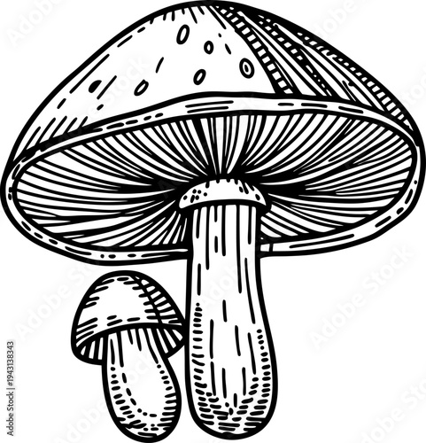 Hand drawn illustration of two mushrooms with detailed gills and textured caps in black and white