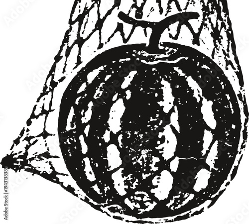 Watermelon inside a net bag hanging fresh ripe fruit with textured rind and stem