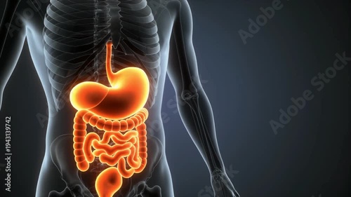 4K Human Digestive System Anatomy - Glowing Internal Organs 3D Animation