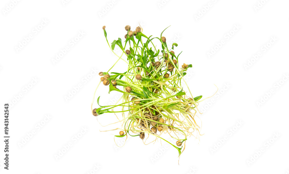Naklejka premium Microgreen coriander isolate on a white background. Selective focus.