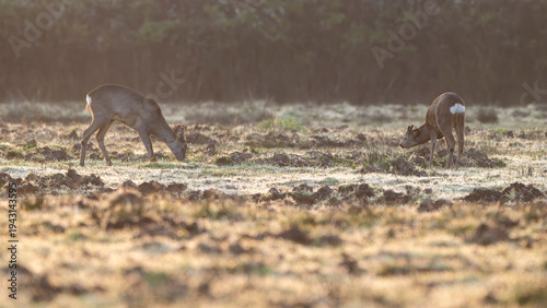 Foto A couple of roe deer (Capreolus capreolus) graze in a clearing at dawn on a late winter day