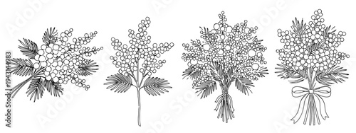 ミモザの花束と枝の線画セット｜アカシア・春のボタニカル素材・ブーケ
