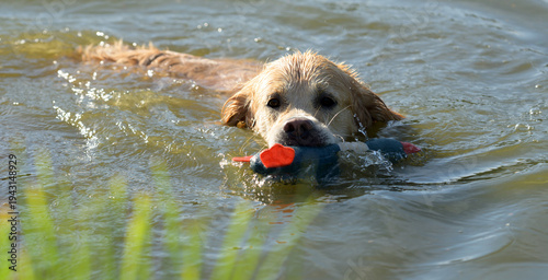 Golden Retriever Dog Holding Duck Toy And Swimming In River. Wet Labrador Doggy Pet In Lake Water With Rubber Bird
