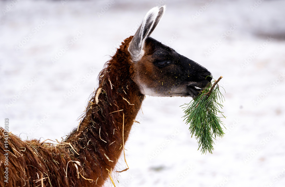 Fototapeta premium Adorable Fluffy Llama With Pine Branch On Snow