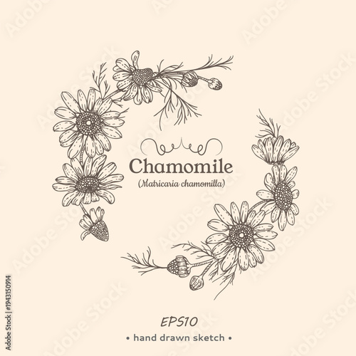 Wreath of chamomile