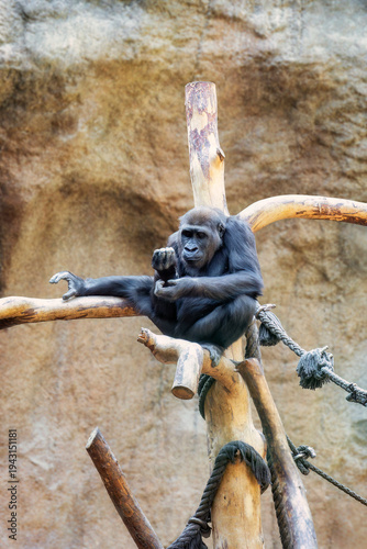 Ein Gorilla sitzt auf einem abgestorbenem Baum und spielt mit Wasser in seinen Händen 