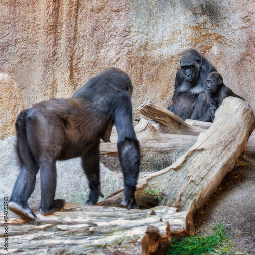 Ein  Gorillamänchen geht auf ein Gorillaweibchen und ein Jungtier die vor einer Felswand sitzen zu