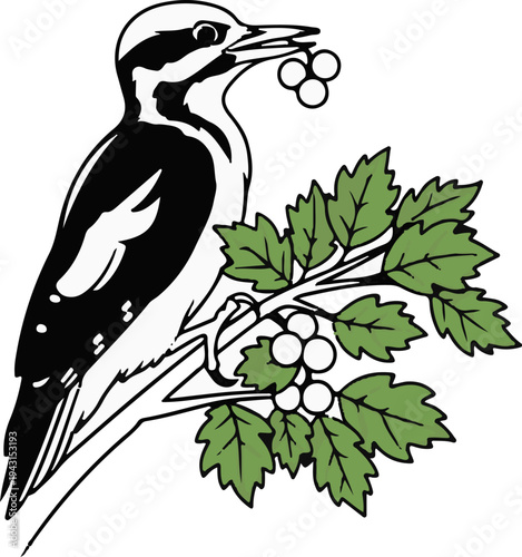 Stylized woodpecker on branch holding berries, green leaves, black and white