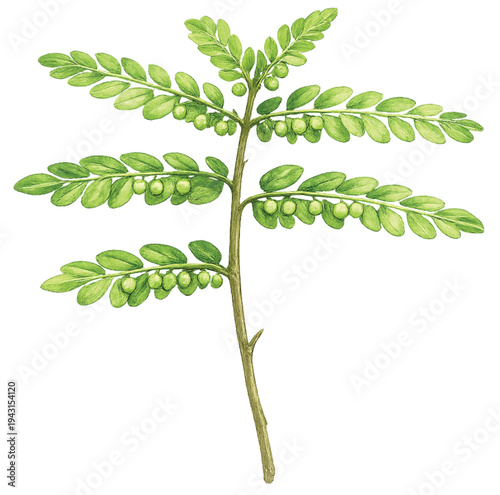Chamber Bitter Plant Phyllanthus Urinaria Watercolor Botanical Illustration Isolated on Transparent Background