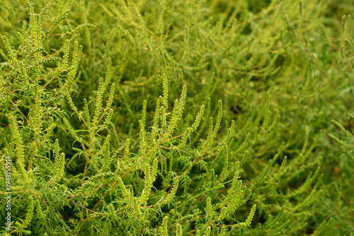 Cuadro en lienzo Green ambrosia artemisiifolia plants blooming in summer field