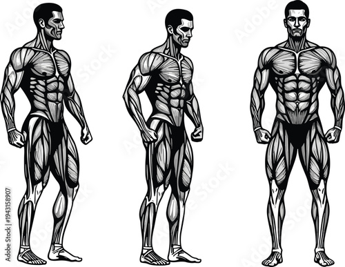 Detailed anatomical illustration of human male muscular system showing front and side views of body muscles isolated on white background for fitness and medical