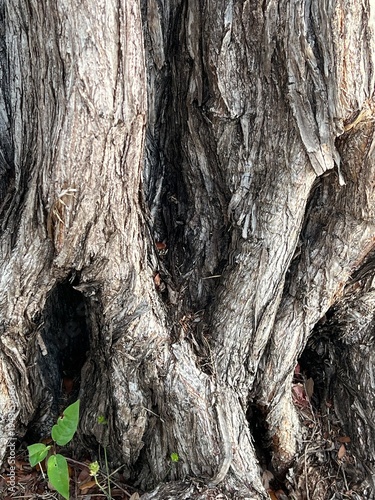 Old tree trunk bark texture natural wood background