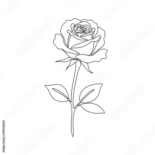 Black and White Rose Illustration.