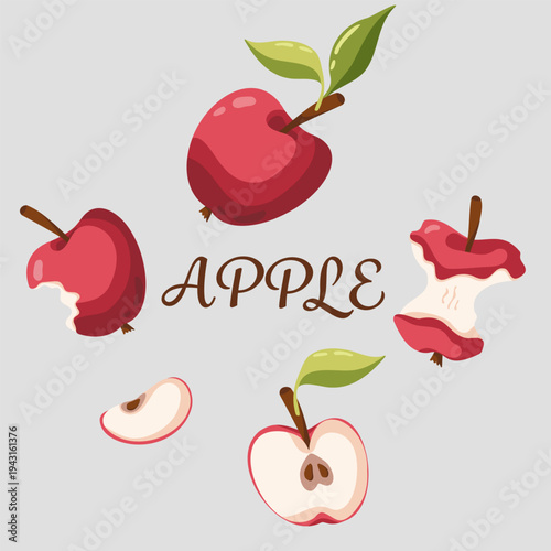 Vector collection of apples in different projections - whole, half an apple, core, slice. Set of isolated objects for advertising design, juice, cider packaging, menu.