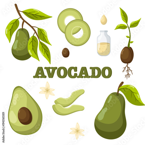 Avocado set in vector. Ripe avocado fruit, healthy nutritious natural food and avocado slices vector illustrations, avocado sliced ​​with and without pit. Green avocado, tropical healthy food, exotic 
