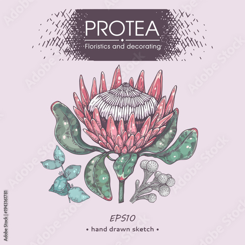 Protea flower colored