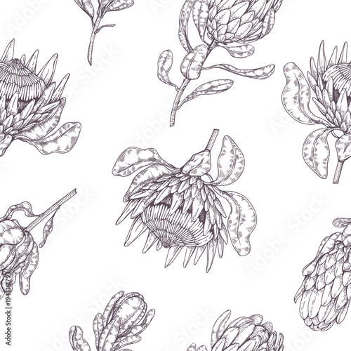 Seamless pattern of Protea flower