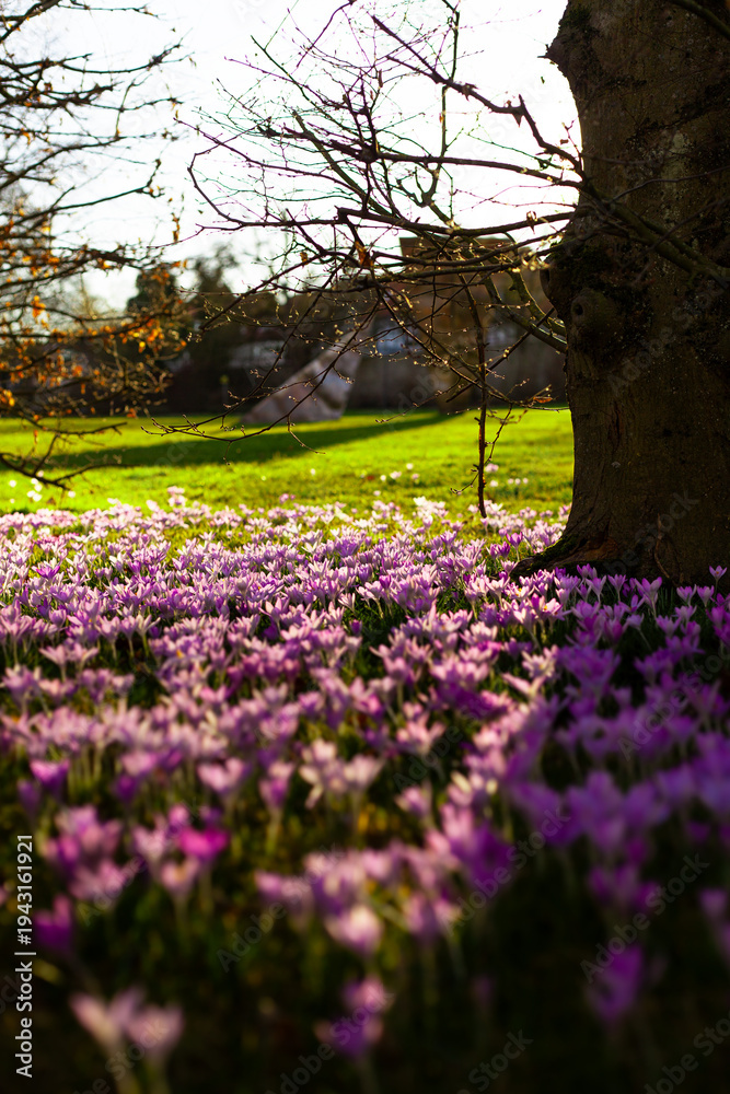 Obraz premium crocus flowers in the park
