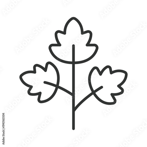 Parsley icon in line design. parsley herb leaf vegetable food fresh organic cooking ingredient healthy garnish spice on white background vector. parsley editable stroke icon