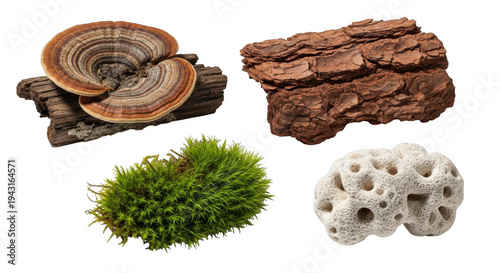 Four natural elements including fungi moss and tree bark isolated on transparent background