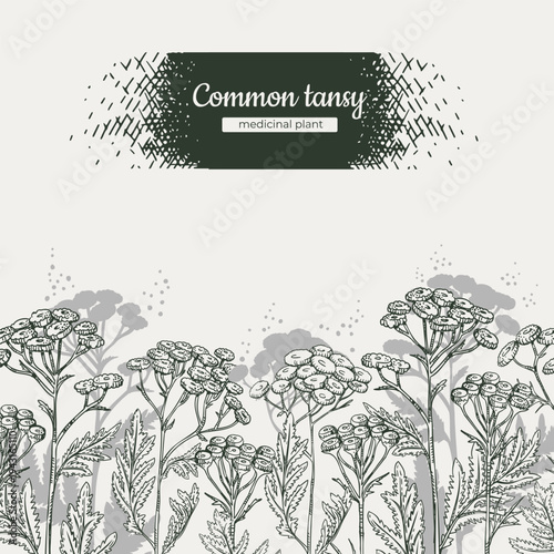Composition of Common tansy plants