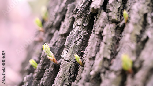 moss on tree