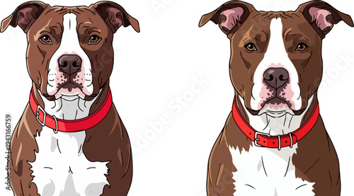 Set of 2 brown and white pitbull dog illustrations vector