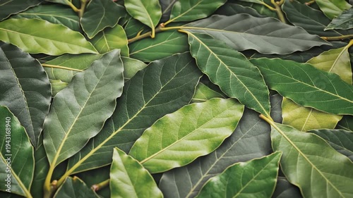 Overhead close up of green leaves with natural light and copy space for text