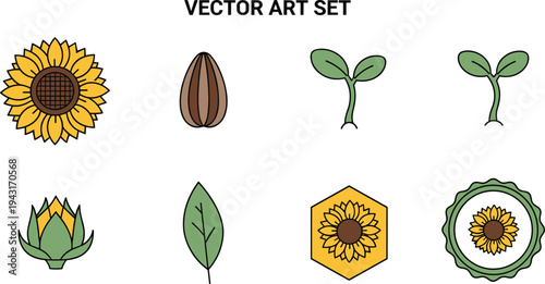 Sunflower Plant Growth Stages Seeds Sprout Leaves and Flower Botanical Vector Illustration Set Isolated