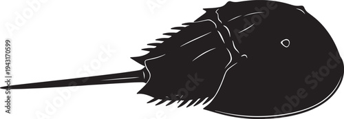 Black silhouette of a horseshoe crab with spiky tail and round body also transparent background