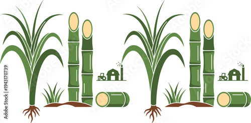 Sugarcane Plant and Cut Cane Stalks Agricultural Crop Illustration Set Isolated on White Background Farming Vector Collection