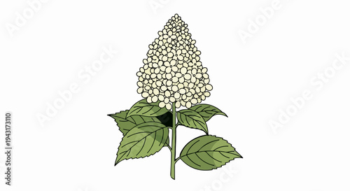 Delicate pale flower cluster atop a stem with green leaves